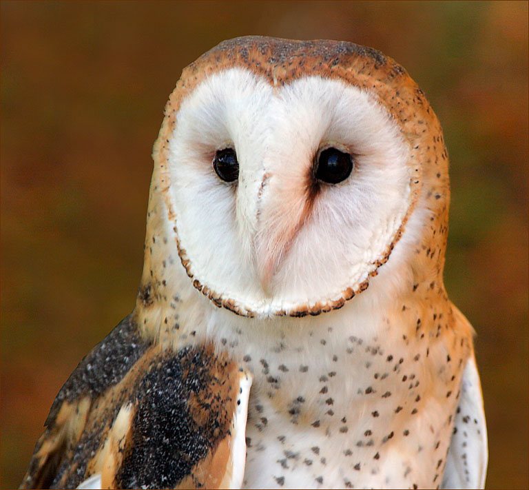 Barn Owl   Copy